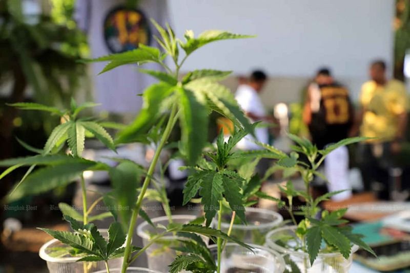 Das thailändische Gesundheitsministerium will mehr Beschränkungen für Hanfextrakte und höhere Bußgelder einführen. Die Kontrollen für Cannabis- sollen verschärft werden.Das Gesundheitsministerium wird eine neue Ministerialverordnung erlassen, um die Kontrolle über die Produktion, den Import, den Export, den Verkauf und den Besitz von Cannabis- und Hanfextrakten zu verschärfen .
