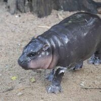 Die Popularität des Zwergflusspferds „ Moo Deng “ hat dazu beigetragen, den Tourismus in Si Racha und Chon Buri während der Nebensaison anzukurbeln. Im Oktober werden aufgrund der Schulferien stärkere Touristenströme erwartet. „Moo Deng“ tollt im Khao Kheow Open Zoo herum. Das niedliche Zwergflusspferd hat dazu beigetragen, die Tourismusstimmung in Sri Racha und Chonburi wiederzubeleben.