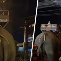 Ein berühmter Mönch eines Tempels in Chiang Mai schickte gestern (6. Oktober) Elefanten durch die Fluten, um Hilfsgüter an die Hochwasseropfer zu bringen, die in einem für Boote und Fahrzeuge unzugänglichen Gebiet festsaßen, berichtete Amarin TV.