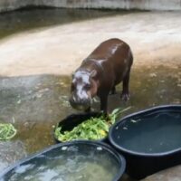 Nicht weniger süß als das weltberühmte Zwergflusspferdbaby Moo Deng im Khao Kheow Open Zoo in Chonburi ist Moo Duang im Khon Kaen Zoo. Auf der Mitraphab Road bildete sich gestern (13. Oktober) ein sieben Kilometer langer Stau, weil Touristen herbeiströmten, um die verspielten Mätzchen des Kleinen zu sehen, berichtete Amarin TV.