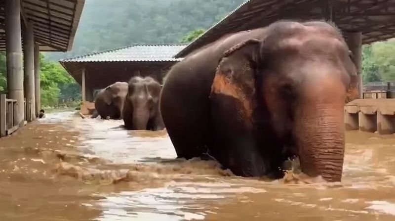 Mehr als 5.000 große Tiere sitzen seit dem 3. Oktober 16 Uhr im stark überfluteten Elephant Nature Park im Bezirk Mae Taeng in Chiang Mai fest, da sintflutartige Regenfälle und schnell fließendes Hochwasser die Beamten daran hindern, das Gebiet zu betreten, berichtete Amarin TV gestern Nachmittag.