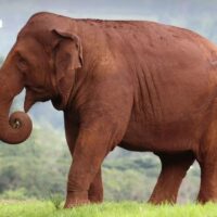 Elefanten, die bei der Sturzflut umkamen, wurden auf dem Gelände des Resorts begraben, wo ihre Leichen gefunden wurden. Mit einer religiösen Zeremonie wurde Abschied von „Fah Sai“ und „Ploy Thong“ genommen, zwei Elefantenkühen aus dem Elephant Nature Park in der Provinz Chiang Mai, die am Freitag bei einer Sturzflut weggespült wurden. Ihre sterblichen Überreste wurden an der Stelle begraben, an der sie am Samstag gefunden wurden.