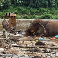 Rettet die Tiere: Elefanten, die im Elephant Nature Park im Bezirk Mae Taeng in der thailändischen Provinz Chiang Mai gestrandet waren, wurden am Samstag zusammen mit anderen Tieren, darunter Hunden, Katzen, Büffeln, Pferden und Ziegen, gerettet. (Foto: Sumit Athiprom)