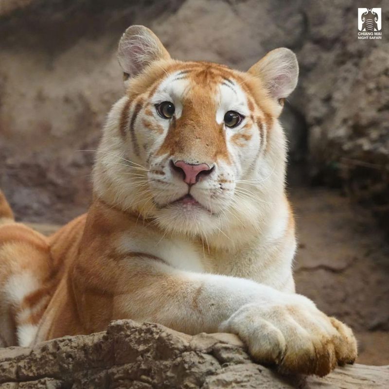 Die Tourismusunternehmen in Chiang Mai freuen sich über die starken Buchungen für die kommende Hochsaison im Dezember, was auf die Erholung des Flugverkehrs, festliche Veranstaltungen und einen neuen goldenen Tiger-„Star“ beim Chiang Mai Night Safari zurückzuführen ist.
