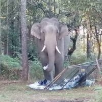 Der wilde Elefant, der am Dienstag an einem tödlichen Angriff auf einen Touristen beteiligt war, kehrte gestern am Donnerstag in ein Touristengebiet zurück, um auf dem Berg Phu Kradueng in Loei Abfall zu fressen. (Foto: Department of National Parks, Wildlife and Plant Conservation)