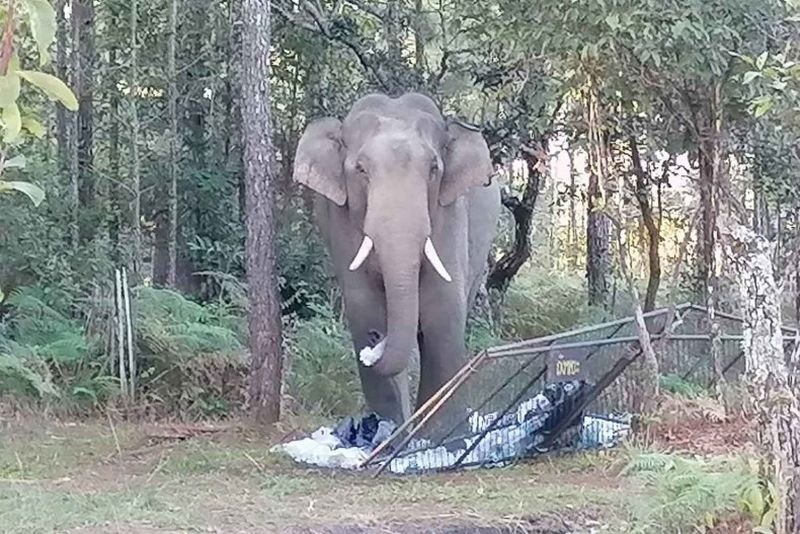 Der wilde Elefant, der am Dienstag an einem tödlichen Angriff auf einen Touristen beteiligt war, kehrte gestern am Donnerstag in ein Touristengebiet zurück, um auf dem Berg Phu Kradueng in Loei Abfall zu fressen. (Foto: Department of National Parks, Wildlife and Plant Conservation)