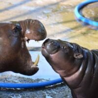 Das Zwergflusspferdbaby Moo Deng wurde in einer landesweiten Umfrage zur besten Geschichte des Jahres 2024 gekürt und setzte sich damit gegen den mutmaßlichen Betrug der Icon Group durch, der von Prominenten und anderen bekannten Persönlichkeiten begangen wurde