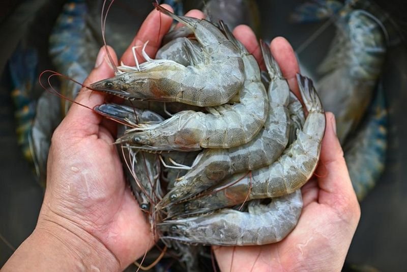 Die thailändische Regierung wird aufgefordert, sich mit dem Problem der frühzeitigen Mortalität in der Garnelenzucht zu befassen, das den örtlichen Züchtern Probleme bereitet. Die thailändische Garnelenproduktion werde aufgrund von Krankheitsausbrüchen und sinkenden Preisen voraussichtlich im Vergleich zum Vorjahr um vier Prozent zurückgehen, sagt die Thai Shrimp Association.