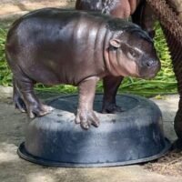 „Moo Deng“, das Zwergflusspferd im Khao Kheow Open Zoo in Chon Buri, wurde von der New York Times (NYT) zu einem der 63 stilvollsten „Menschen“ des Jahres 2024 gewählt. Sie schrieb: „Sie hat gebissen. Sie hat geschrien. Sie hat die Herzen auf der ganzen Welt erobert.“