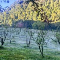 Meteorologen gehen davon aus, dass der Sommer in Thailand aufgrund des La Niña-Einflusses nicht so heiß wie sonst sein wird. Die aktuelle Kältewelle soll noch bis Mitte Februar andauern, sagen die Wetter Experten. Aufgrund des La Niña -Phänomens wird das kalte Wetter in Thailand bis Mitte Februar anhalten und dieser Sommer wird laut Experten nicht so heiß wie die Vorjahre.