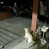 Eine betrunkene Auseinandersetzung auf einer Silvesterparty nahm eine schockierende Wendung, als ein betrunkener Polizist den Sohn eines lokalen Verwaltungsbeamten in Uthai Thani angriff . Der Vorfall, der schnell eskalierte, erschütterte mehrere Personen, darunter die Frau und die Tochter des Mannes.