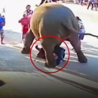 Bei einem nervenaufreibenden Vorfall entgingen Eltern, die im Rahmen eines Glücksrituals ihre Kinder durch die Beine eines Elefanten führten, nur knapp einer Tragödie, als der Elefant unruhig und unberechenbar wurde. Der Vorfall, der von einer Videoüberwachung aufgezeichnet und später vom Benutzer „Pom Aummobile“ auf Facebook gepostet wurde, soll als warnendes Beispiel dienen. Die Aufnahmen zeigen einen Elefantenführer, der Kinder unter dem Bauch des Elefanten hindurchführt – eine kulturelle Tradition, die Glück und Sicherheit bringen soll.