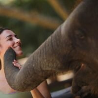 Jedes Jahr besuchen Hunderttausende von Touristen mehr als 200 Elefantencamps im ganzen Land. Die Riesen sind darauf trainiert, ihre Gäste willkommen zu heißen, zu unterhalten und zu beeindrucken. Einige Einrichtungen verfügen jedoch nicht über die richtige Ausrüstung zur Tierkontrolle und haben noch keine Lizenz erhalten, schreibt Apinya Wipatayotin