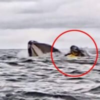 Bei einem herzzerreißenden Vorfall vor der chilenischen Küste Patagoniens wurde ein Kajakfahrer kurzzeitig von einem Buckelwal verschluckt, bevor er wie durch ein Wunder unverletzt freikam. Das atemberaubende Ereignis wurde auf Kamera festgehalten und verbreitete sich schnell durch die sozialen Medien, wo es Zuschauer auf der ganzen Welt in seinen Bann zog.
