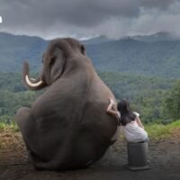 Mit wachsender Bevölkerung und schrumpfenden Lebensräumen nehmen Konflikte zwischen Mensch und Elefant zu. Das digitale Zeitalter bietet technologiebasierte Lösungen für ein harmonisches Zusammenleben und schützt Mensch und Elefant gleichermaßen.