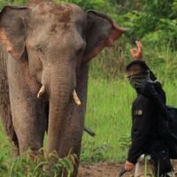 Ein Soldat, der sich einem wilden Elefanten mit einem Messer näherte, wird angeklagt. Bei dem Eindringling handelt es sich vermutlich um einen thailändischen Soldaten Ein einzelner Mann, der in einem Video zu sehen ist, wie er sich mit einem Messer in der Hand einem wilden Elefanten im Khao Yai Nationalpark nähert, wurde identifiziert und muss sich einer Anklage stellen, sagte der Leiter des Parks am Mittwoch.
