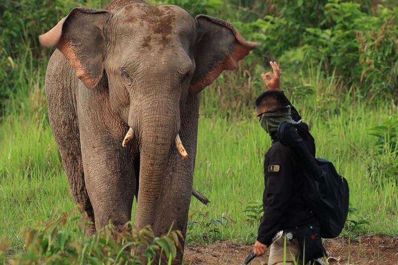 Ein Soldat, der sich einem wilden Elefanten mit einem Messer näherte, wird angeklagt. Bei dem Eindringling handelt es sich vermutlich um einen thailändischen SoldatenEin einzelner Mann, der in einem Video zu sehen ist, wie er sich mit einem Messer in der Hand einem wilden Elefanten im Khao Yai Nationalpark nähert, wurde identifiziert und muss sich einer Anklage stellen, sagte der Leiter des Parks am Mittwoch.