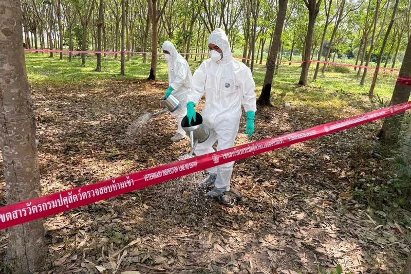 Regionale Handelsstörungen geben Anlass zur Sorge hinsichtlich der Lebensmittelsicherheit und grenzüberschreitender Maßnahmen zur Seuchenbekämpfung. Kambodscha und Laos verbieten thailändisches Vieh aus Angst vor AnthraxUm die Ausbreitung von Milzbrand zu verhindern, haben Kambodscha und Laos die Einfuhr von Vieh und verwandten Produkten aus Thailand vorübergehend gestoppt .