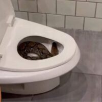 Stellen Sie sich vor, Sie wachen mitten in der Nacht benommen und übernächtigt auf und finden eine riesige Python zusammengerollt in Ihrer Toilettenschüssel. Dieses erschreckende Szenario wurde für einen jungen Mann in Thailand Realität und löste Schock und Entsetzen aus, zusammen mit vielen brennenden Fragen darüber, wie die riesige Schlange an einen so unerwarteten Ort geraten konnte.