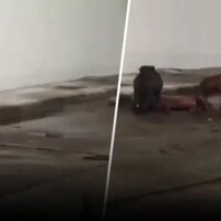 Die Bewohner einer Wohnsiedlung im Bezirk Bang Lamung in Chonburi riefen die Polizei, nachdem die beiden Pitbulls eines Ausländers den Hund einer anderen Familie zu Tode gebissen hatten, während dieser zusah und sich weigerte, die Verantwortung zu übernehmen, da sie nun um die Sicherheit von Kindern und älteren Menschen fürchten, berichtete Amarin TV am Abend des 17. Mai.