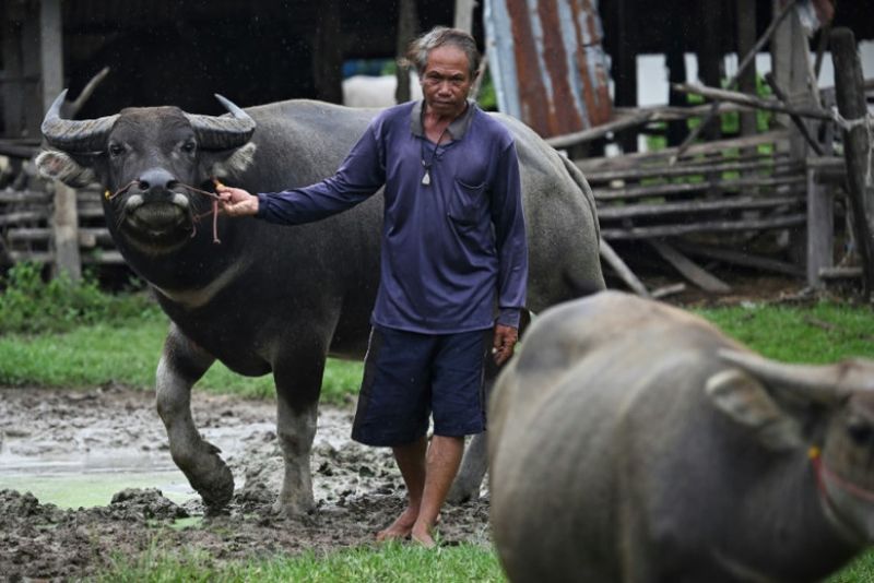 Unter dem Trommelfeuer des Artilleriefeuers nahe der thailändischen Grenze zu Kambodscha weigert sich der Bauer Samuan Niratpai, seine Büffelherde im Stich zu lassen – und riskiert hartnäckig sein Leben, um sein Vieh zu versorgen.
