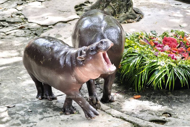 Donnerstag war der erste Tag eines viertägigen Festivals an dem Ort, an dem Moo Deng – was auf Thai „federndes Schweinefleisch“ bedeutet – zum ersten Mal zum Star wurde und fünf Millionen Fans in den sozialen Medien sammelte.