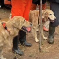 Elite K9-Suchhunde nach tödlichen Sturzfluten im Einsatz. Ein Eliteteam von K9-Suchhunden wurde in den Bezirk Mae Chaem in Chiang Mai entsandt, um nach verheerenden Sturzfluten und Erdrutschen nach vermissten Personen zu suchen.