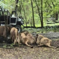 Ein Wärter wurde am Mittwochmorgen im Safari World Zoo in Bangkok vor den Augen entsetzter Besucher von Löwen zu Tode gebissen, woraufhin die Autoeinkaufszone bis auf Weiteres geschlossen wurde.
