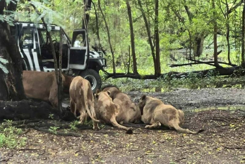 Ein Wärter wurde am Mittwochmorgen im Safari World Zoo in Bangkok vor den Augen entsetzter Besucher von Löwen zu Tode gebissen, woraufhin die Autoeinkaufszone bis auf Weiteres geschlossen wurde.