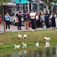 Eine Herde von 10 Gänsen, die im Chiang Mai-Wassergraben freigelassen wurden, um bei der Bekämpfung der Wasserpflanzen zu helfen, die diesen Kanal plagen, wurden zu Vollzeitangestellten der Gemeinde befördert und erhalten entsprechende Ausweise, berichtete die Zeitung Thai Rath gestern (31. August).