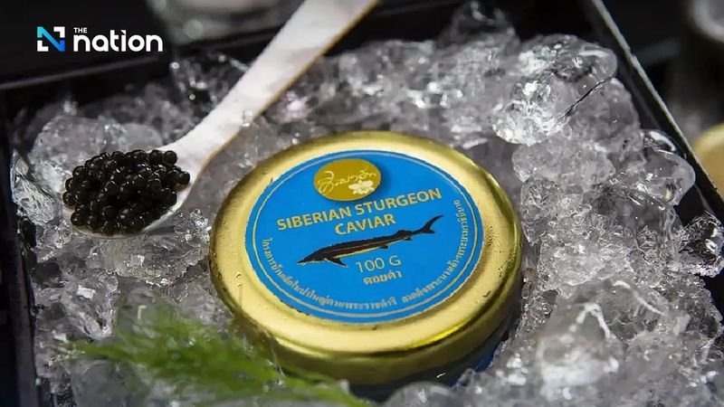 Eine königliche Initiative von Königin Sirikit, der Königinmutter, etablierte die Störzucht im thailändischen Hochland, um ein nachhaltiges Einkommen für verarmte Gemeinden zu schaffen und die Kaviarimporte zu reduzieren.Das Projekt war in einem tropischen Klima erfolgreich, indem es die kühlen Bedingungen eines königlichen Projekts in Chiang Mai nutzte und sibirische Störe sowie fachkundige Unterstützung aus Russland erhielt.