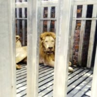 . Fünf abgemagerte Tiere, zwei Löwen und drei Bären, wurden verlassen in Käfigen gefunden, als thailändische Marinesoldaten ein erobertes Kasinogebäude direkt jenseits der Grenze zur Provinz Trat inspizierten.