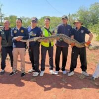 Eine riesige Python, die auf einer Straße im Bezirk Muang Phon umherstreifte, wurde eingefangen und wieder in die Wildnis entlassen, nachdem sie einen Hund verschluckt hatte und zu träge geworden war, um zu entkommen.