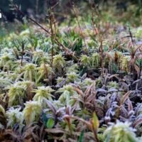 Ein Kalthoch aus China sorgt in Nordthailand für kühles Wetter, während raue See und Stürme den Süden heimsuchen. Laut TMD sorgt ein starkes Hochdruckgebiet aus China für kühles bis kaltes Wetter in Nordthailand mit böigen Winden, während ein kräftiger Monsun im südlichen Teil Thailands Gewitter und im Golf raue See mit sich bringt.
