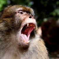 Die deutsche Influencerin Julia Willecke wurde in Krabi, Thailand, von einem Affen angegriffen und musste daraufhin ins Krankenhaus. Auf einer Solo-Wanderung auf einem für Affen bekannten Pfad wurde Willecke von den Tieren angegriffen und gebissen. Obwohl sie sich zunächst keine Sorgen machte, suchte sie ärztliche Hilfe auf, als ihre Wunde besorgniserregende Anzeichen zeigte. Daraufhin erhielt sie eine Impfung und Antibiotika