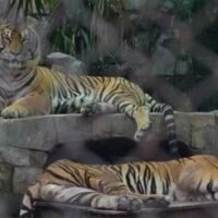 Das Ministerium für Viehzuchtentwicklung beschleunigt die Obduktionen, nachdem seit Anfang Februar 2026 im Mae Rim Tiger Kingdom in Chiang Mai und einer zweiten Einrichtung im Bezirk Mae Taeng 72 Tiger unter ungewöhnlichen Umständen gestorben sein sollen. Der Standort Mae Rim hat eine vorübergehende Schließung für 14 Tage angekündigt.