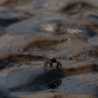 . Das gesunkene, unter panamaischer Flagge fahrende Frachtschiff SEALLOYD ARC hat in der Nähe von Phuket große Ölteppiche an Land gespült und bedroht nun die Meeresfauna und den Tourismus. Der Vorfall begann am 7. Februar 2026 mit dem Untergang des Schiffes vor Koh Kaew Noi. Seit dem 25. Februar wurden Ölklumpen an den Stränden von Koh Hey gesichtet, was die Besorgnis verstärkt.