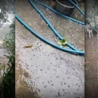 Gegen 15 Uhr veröffentlichte ein Facebook-Nutzer namens „Akhom Boontha“ ein Video, in dem er erklärte, dass der Sturm Ban Hua Fai Moo 2 im Unterbezirk Ban Kat des Bezirks Mae Wang mit starken Winden, heftigem Regen und einer großen Menge Hagel, der ununterbrochen fiel, getroffen und bei den Einheimischen Panik ausgelöst habe.