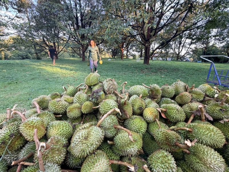 Ein heftiger Sommersturm fegte am Freitagnachmittag über den Bezirk Khao Saming in dieser östlichen Provinz hinweg, verwüstete mindestens zehn Durian-Plantagen und verursachte erste Schäden in Höhe von mehr als einer Million Baht.