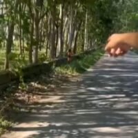 Eine Frau in Thailand wird aufgefordert, sich zu entschuldigen, nachdem sie sich am 28. Februar im Bezirk Ban Khai in Rayong vor zwei 15-jährigen Jungen entblößt haben soll. Der Vorfall ereignete sich gegen 1 Uhr nachts, als die Frau, vermutlich um die 40 Jahre alt, die Jungen zu einer Motorradfahrt einlud und sie anschließend in der Nähe einer Kautschukplantage belästigte. Ein Anwohner schritt ein und half den Jugendlichen, sicher nach Hause zurückzukehren.