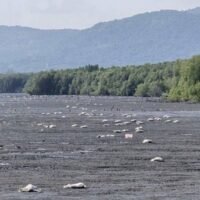 Mehr als zwei Tonnen verrottendes Fleisch und Meeresfrüchte wurden in Trat an Land gespült und verbreiteten einen üblen Gestank über eine Strecke von zehn Kilometern, wodurch mehrere Küstengemeinden beeinträchtigt wurden.