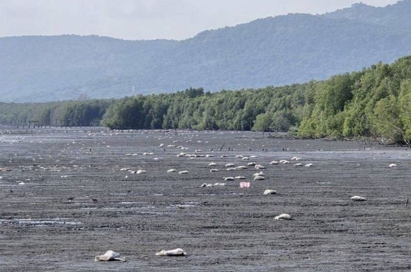 Mehr als zwei Tonnen verrottendes Fleisch und Meeresfrüchte wurden in Trat an Land gespült und verbreiteten einen üblen Gestank über eine Strecke von zehn Kilometern, wodurch mehrere Küstengemeinden beeinträchtigt wurden.