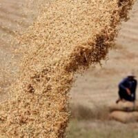 Die Wahrscheinlichkeit eines „Super-El Niño“ stellt eine ernsthafte Bedrohung für Thailands Agrarsektor dar, insbesondere für die Reisproduktion, und könnte die Risiken für die Ernährungssicherheit erhöhen.