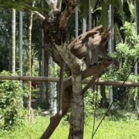 Ein sechsjähriger Junge ist nach einem Angriff durch einen angebundenen Affen neben dem Haus seiner Familie im Bezirk Sichon, Provinz Nakhon Si Thammarat, gestorben. Das Kind erlitt schwere Verletzungen an Brust, Lunge und Bein und verstarb später im Krankenhaus.