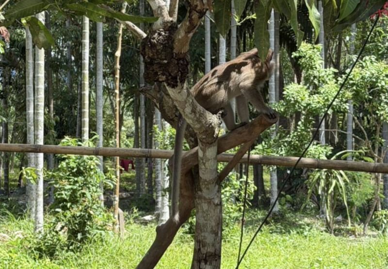 Ein sechsjähriger Junge ist nach einem Angriff durch einen angebundenen Affen neben dem Haus seiner Familie im Bezirk Sichon, Provinz Nakhon Si Thammarat, gestorben. Das Kind erlitt schwere Verletzungen an Brust, Lunge und Bein und verstarb später im Krankenhaus.